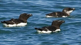 Razorbill