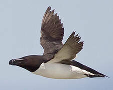 Razorbill