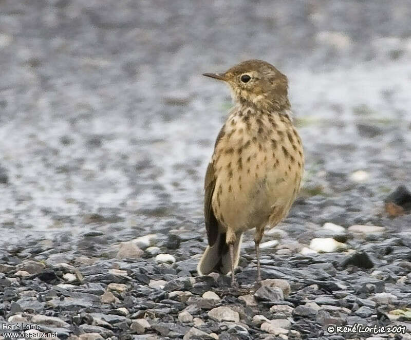 Pipit farlousaneadulte, portrait