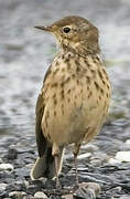 Buff-bellied Pipit