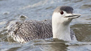 Red-throated Loon