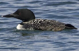 Common Loon