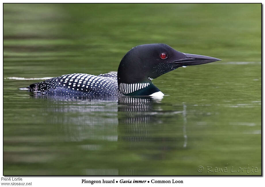 Common Loon male adult breeding, close-up portrait, aspect