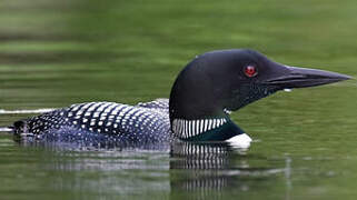 Common Loon