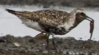 Grey Plover