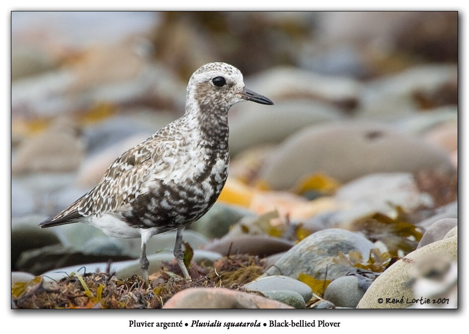 Grey Plover female adult