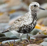 Grey Plover