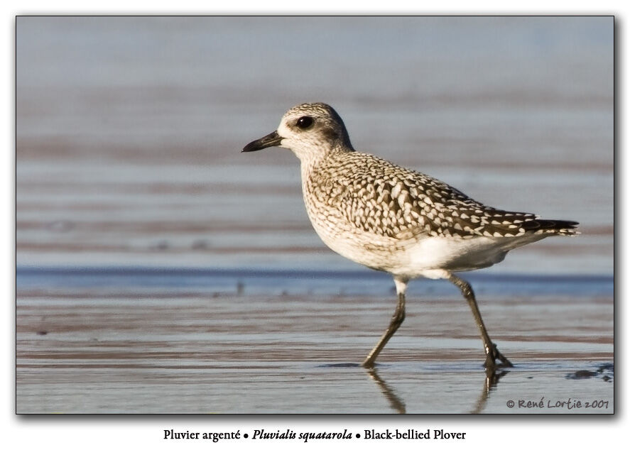 Grey Ploverjuvenile