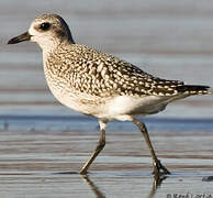 Grey Plover