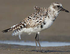 Grey Plover