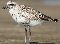 Grey Plover