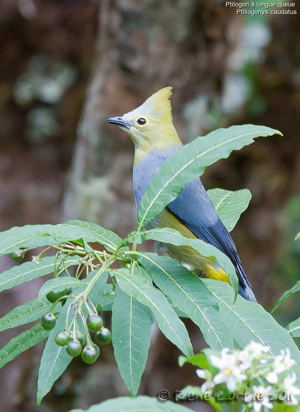 Long-tailed Silky-flycatcheradult, identification