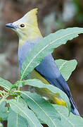 Long-tailed Silky-flycatcher