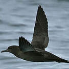 Puffin fuligineux