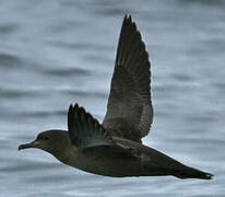 Sooty Shearwater