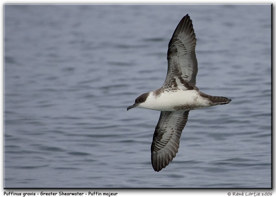 Great Shearwater