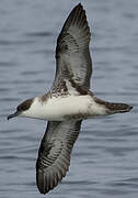 Great Shearwater