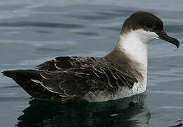 Great Shearwater