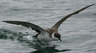 Great Shearwater