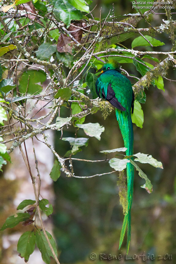 Resplendent Quetzal male adult breeding, identification