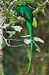 Quetzal resplendissant