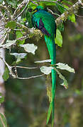 Quetzal resplendissant