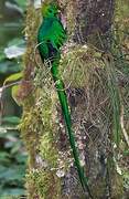 Quetzal resplendissant