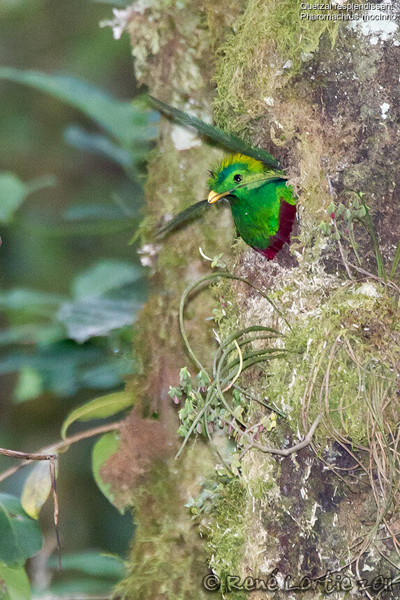 Quetzal resplendissant mâle adulte, identification, Nidification, Comportement