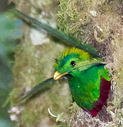 Quetzal resplendissant