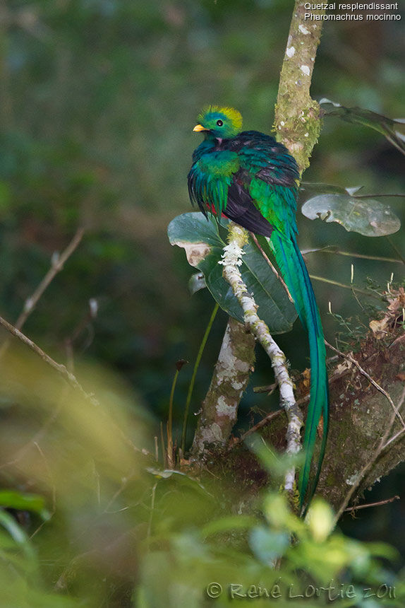 Quetzal resplendissant mâle adulte, identification