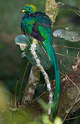 Quetzal resplendissant