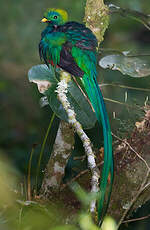 Quetzal resplendissant