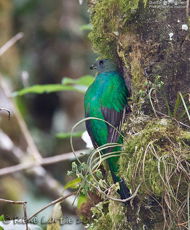 Quetzal resplendissant femelle adulte, identification