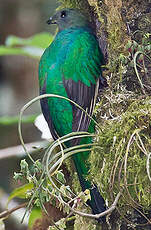 Quetzal resplendissant