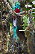 Quetzal resplendissant