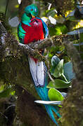 Quetzal resplendissant