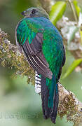 Quetzal resplendissant