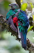 Quetzal resplendissant