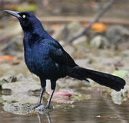 Great-tailed Grackle