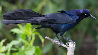 Great-tailed Grackle