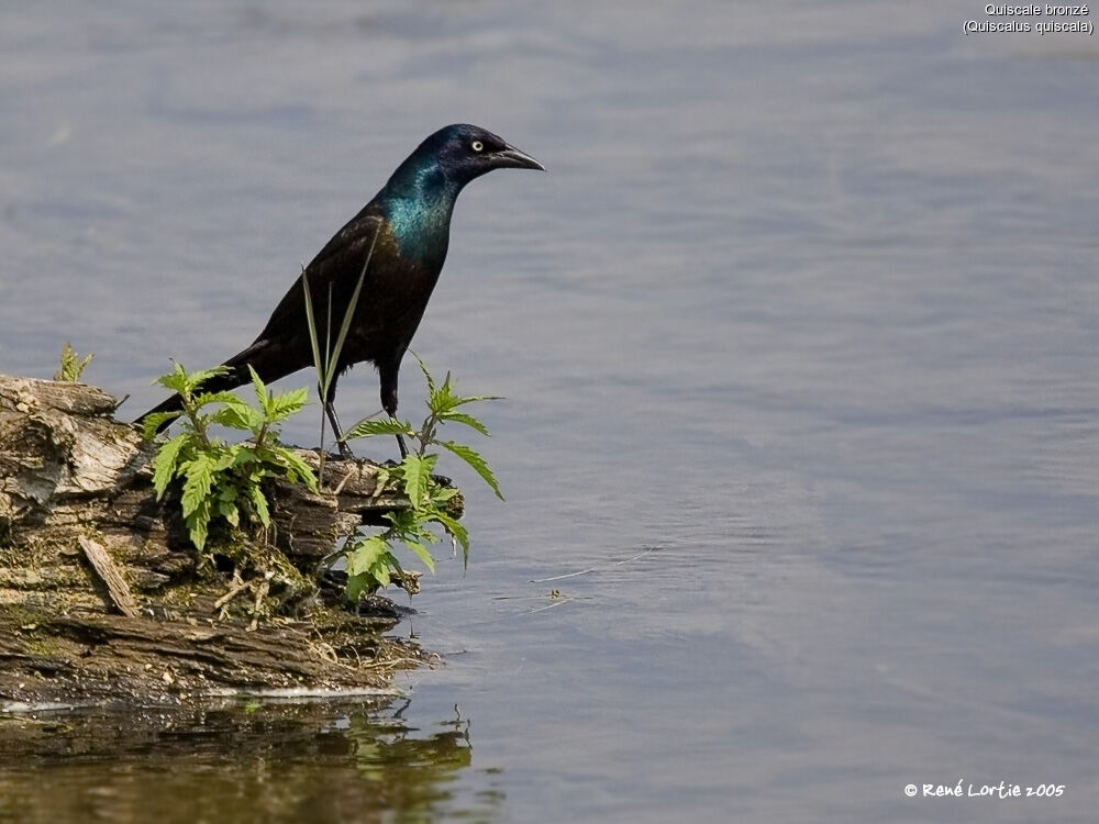 Common Grackle