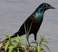 Common Grackle