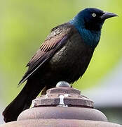 Common Grackle