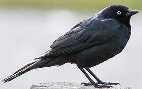 Brewer's Blackbird