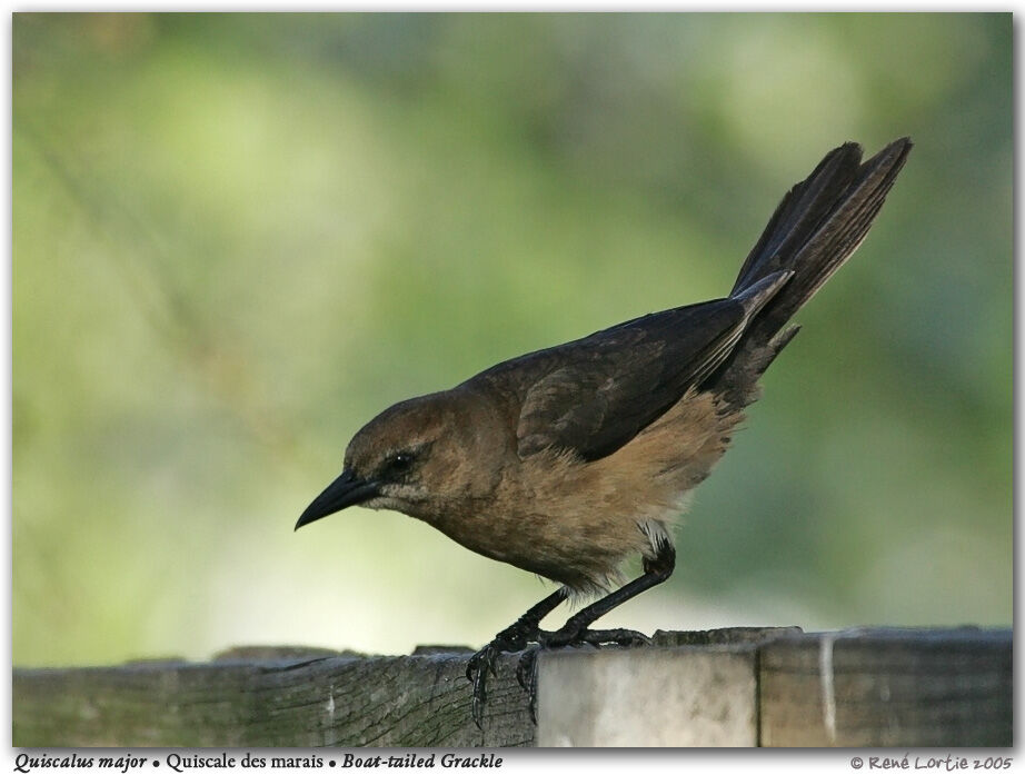 Boat-tailed Grackle