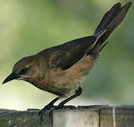 Boat-tailed Grackle