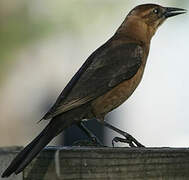 Boat-tailed Grackle