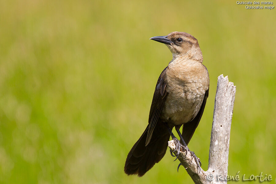 Boat-tailed Grackle female adult, identification