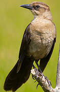 Boat-tailed Grackle