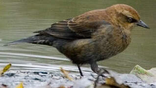 Rusty Blackbird